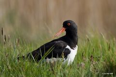 Austernfischer - Haematopus ostralegus