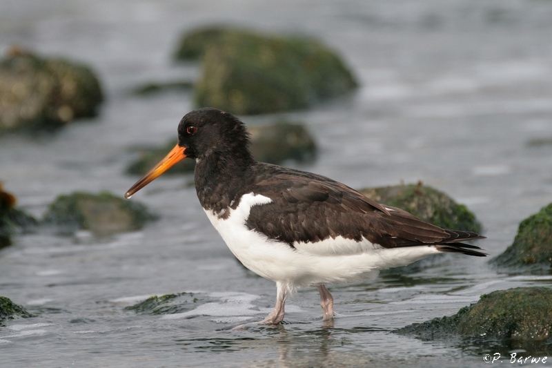 Austernfischer >Haematopus ostralegus