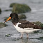 Austernfischer >Haematopus ostralegus<