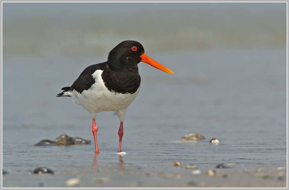 Austernfischer (Haematopus ostralegus), Helgoland , Düne