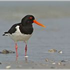 Austernfischer (Haematopus ostralegus), Helgoland , Düne