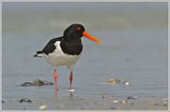 Austernfischer (Haematopus ostralegus), Helgoland , Düne