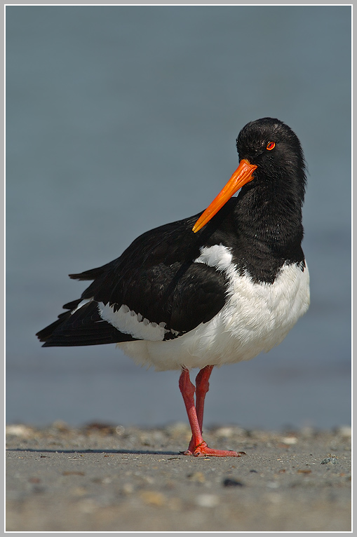 Austernfischer (Haematopus ostralegus), Helgoland , Düne