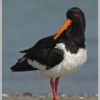 Austernfischer (Haematopus ostralegus), Helgoland , Düne