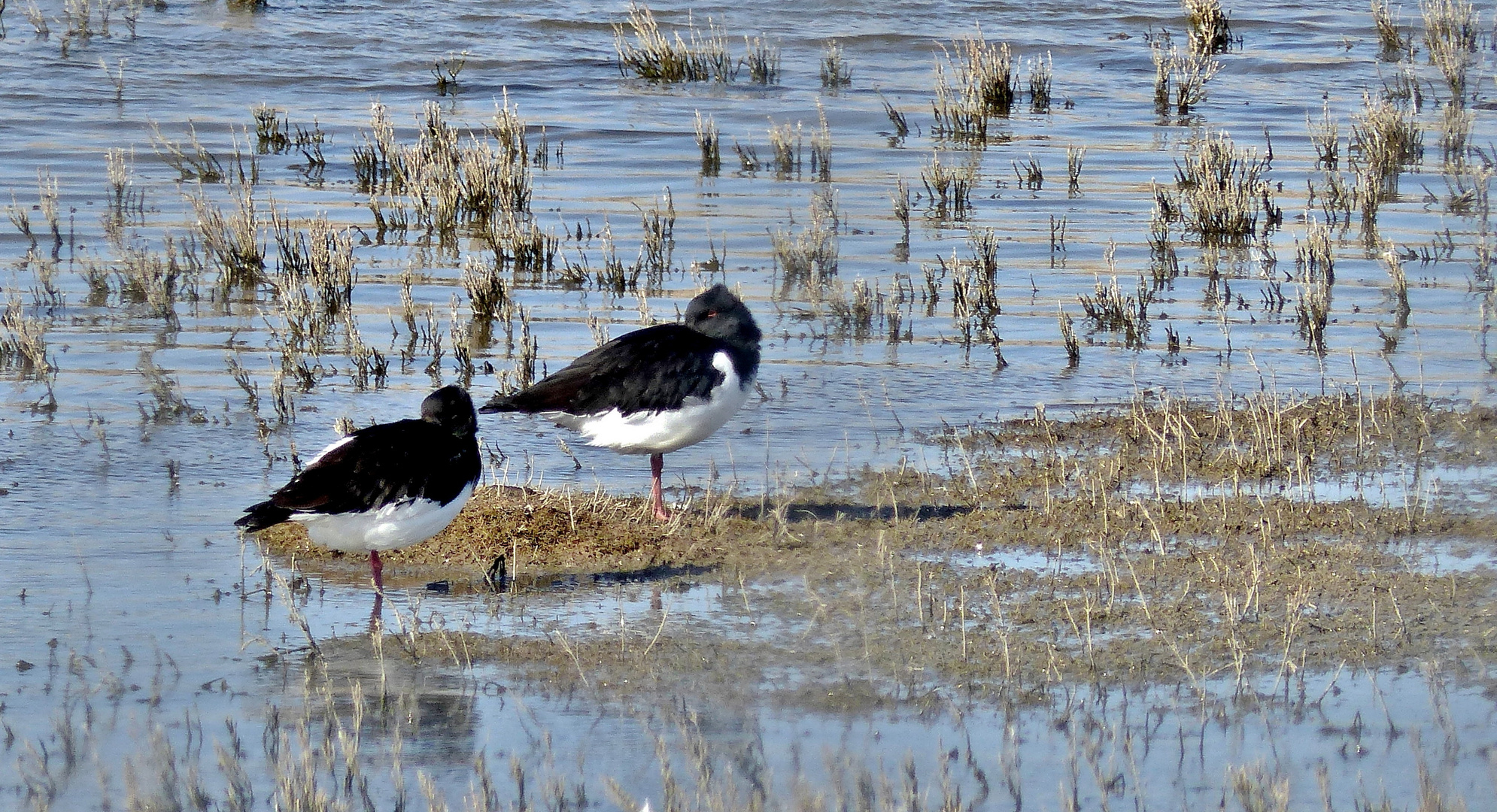 Austernfischer (Haematopus ostralegus) im "Ruhestand"...