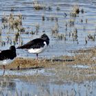 Austernfischer (Haematopus ostralegus) im "Ruhestand"...