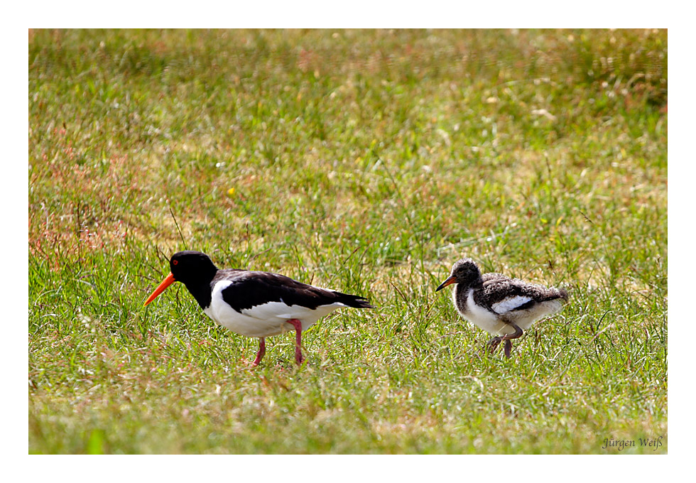 Austernfischer (Haematopus ostralegus) mit Jungem