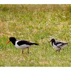 Austernfischer (Haematopus ostralegus) mit Jungem