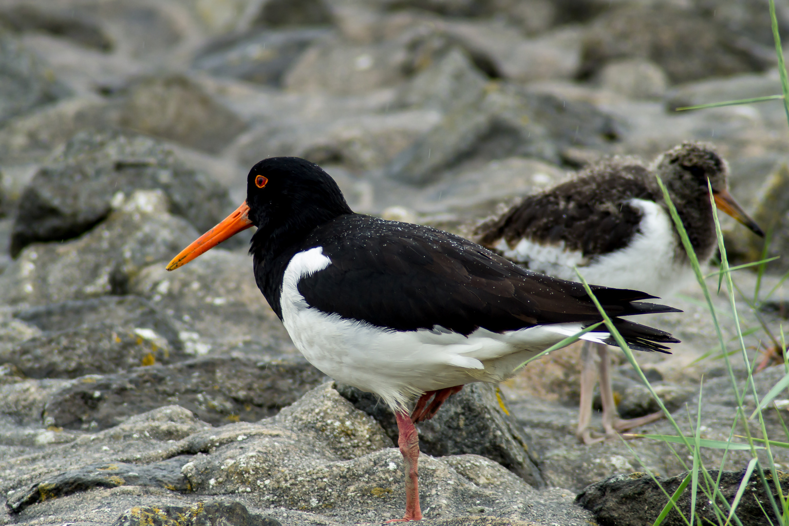 Austernfischer ( Haematopus ostralegus ) mit Jungtier