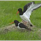 Austernfischer-(Haematopus-ostralegus), Waagejot, Texel, Niederlande