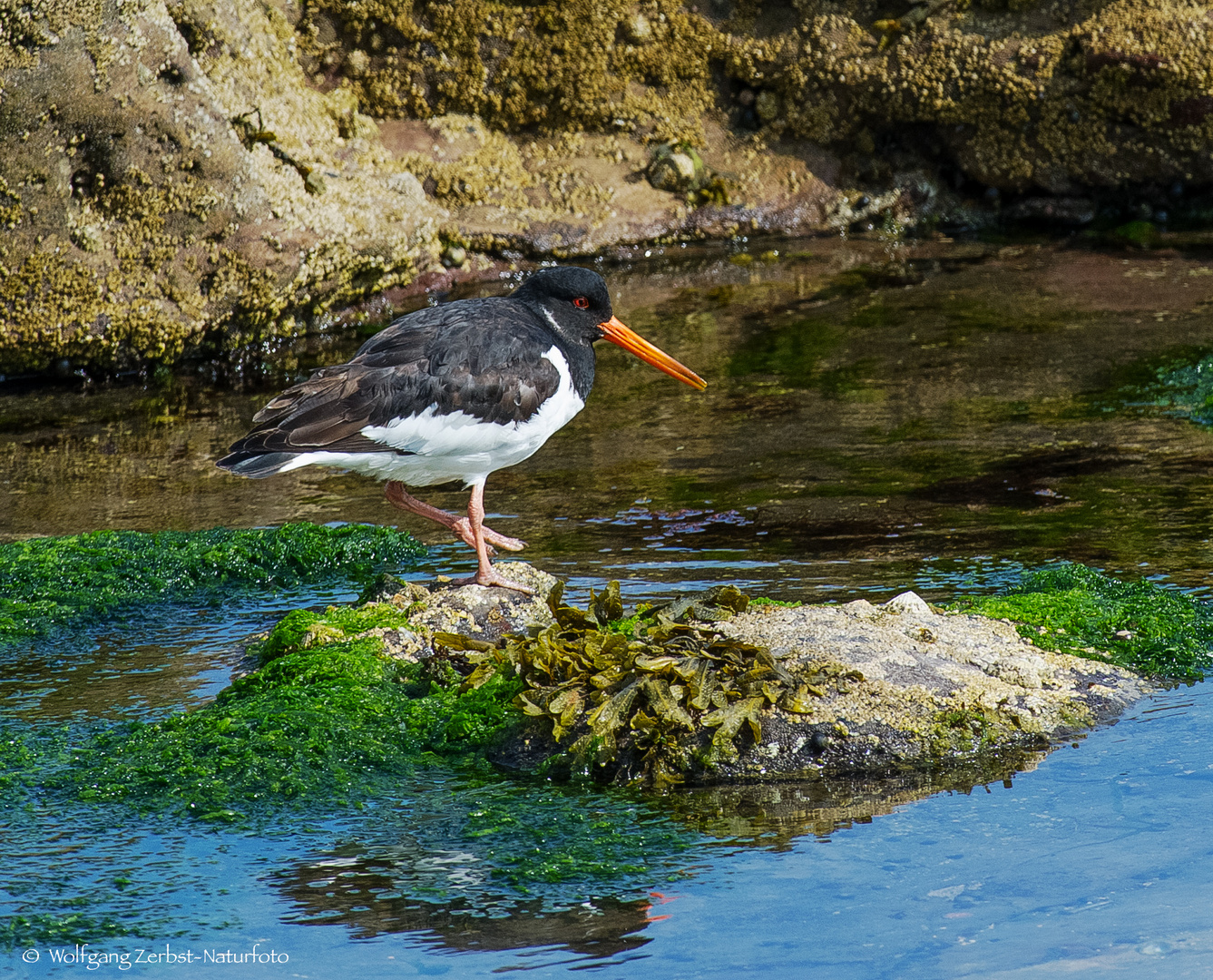 - AUSTERNFISCHER -  (Haemattopus ostralegus)