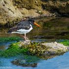 - AUSTERNFISCHER -  (Haemattopus ostralegus)