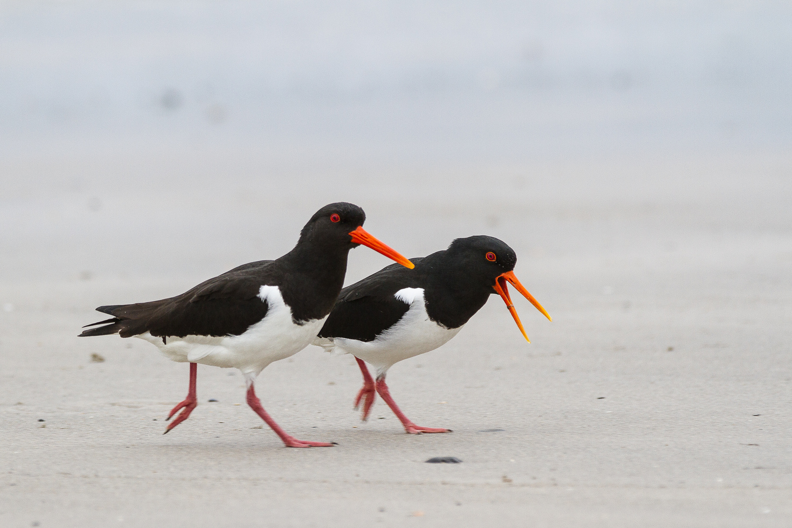 Austernfischer - Helgoland