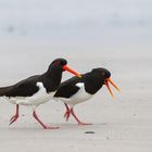 Austernfischer - Helgoland