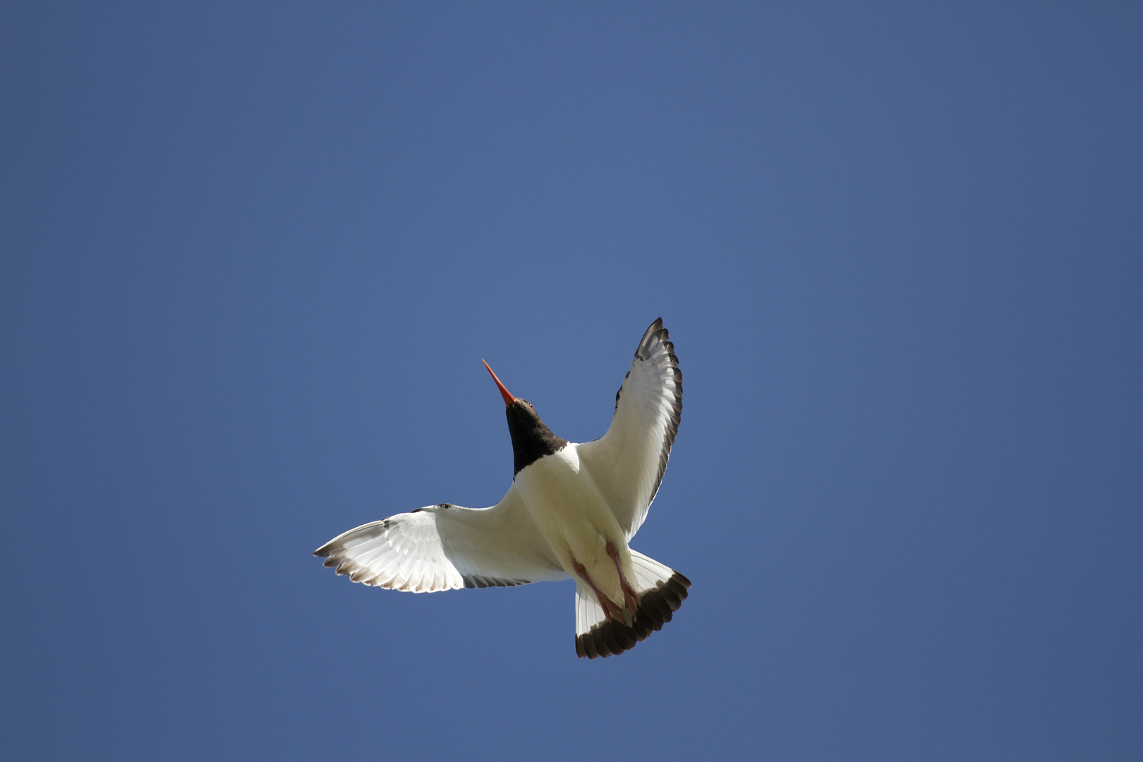 Austernfischer im Anflug