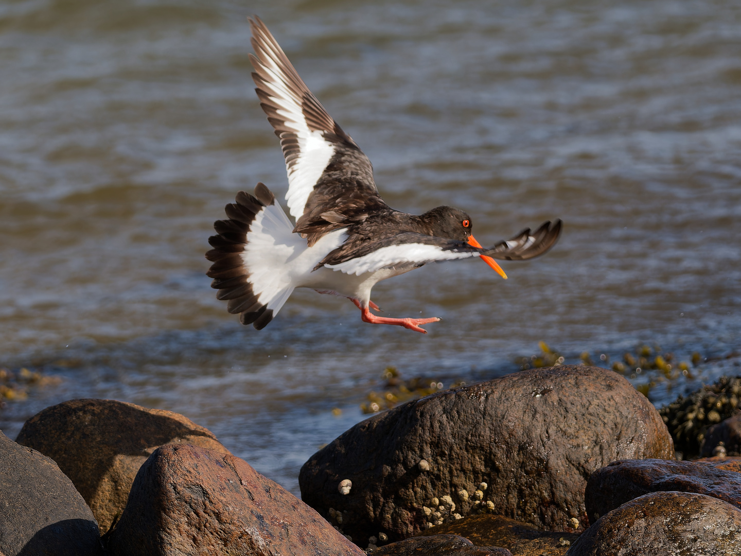 Austernfischer im Anflug mit Landung - Bild 2