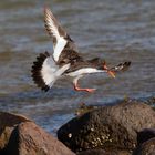 Austernfischer im Anflug mit Landung - Bild 2