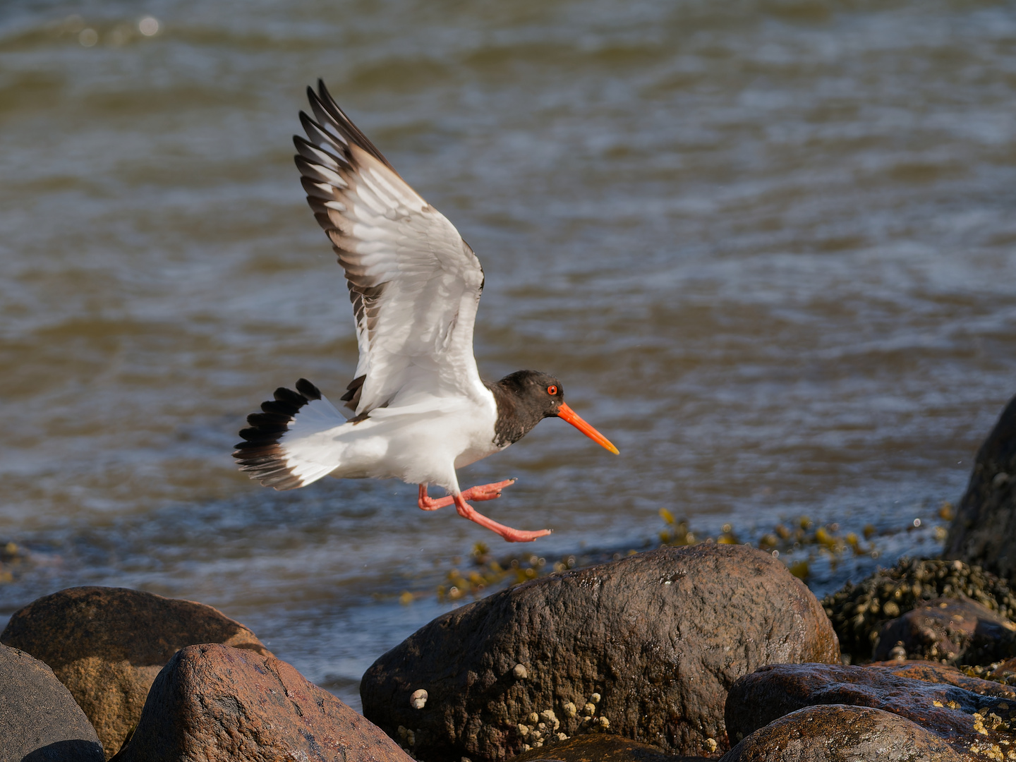 Austernfischer im Anflug mit Landung - Bild 3