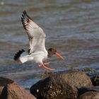 Austernfischer im Anflug mit Landung - Bild 3