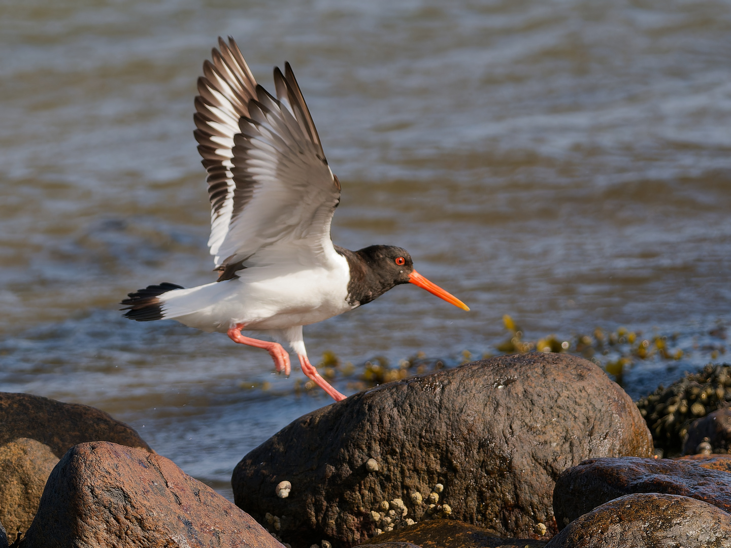 Austernfischer im Anflug mit Landung - Bild 4