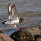 Austernfischer im Anflug mit Landung - Bild 4