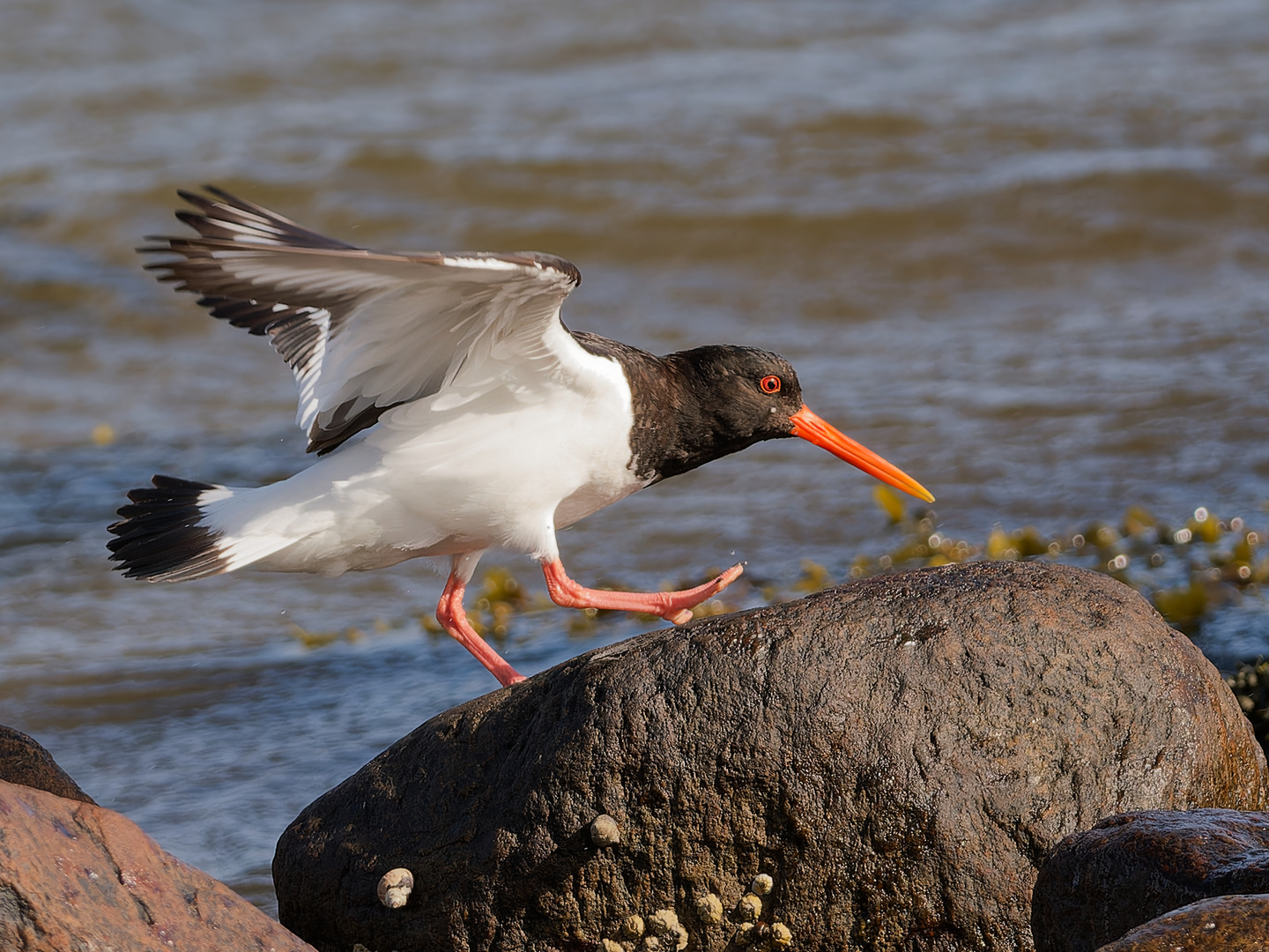 Austernfischer im Anflug mit Landung - Bild 5