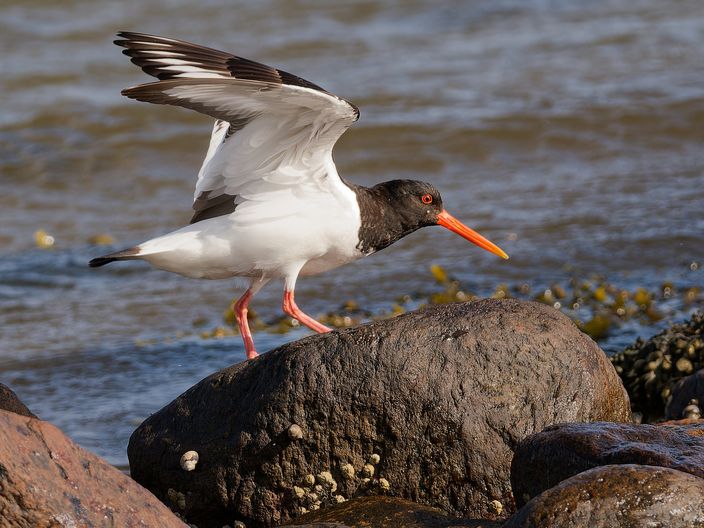 Austernfischer im Anflug mit Landung - Bild 6