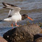 Austernfischer im Anflug mit Landung - Bild 6