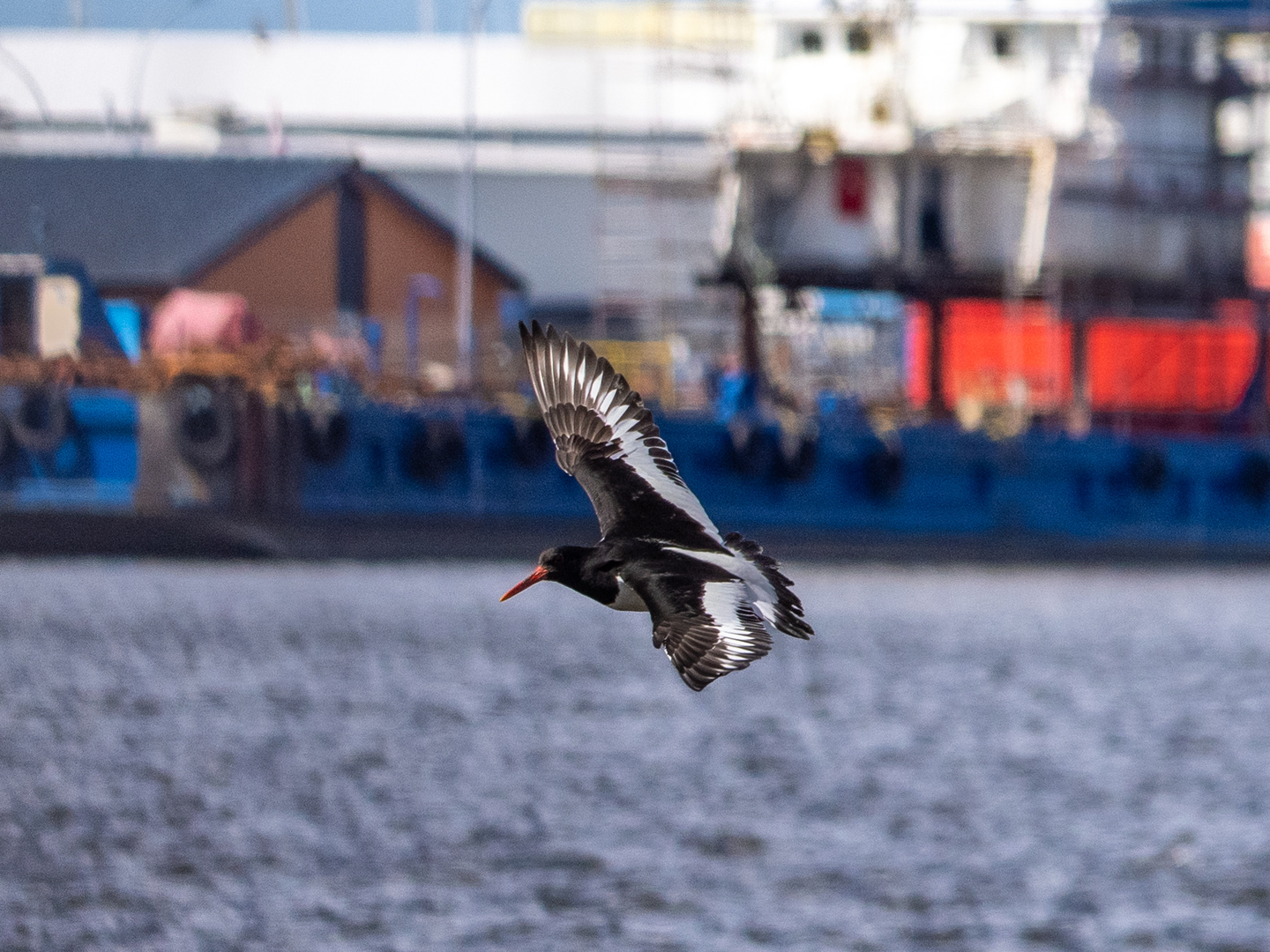 Austernfischer im Flug