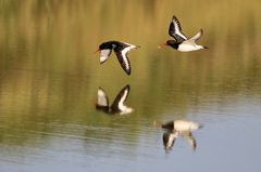 Austernfischer im Flug