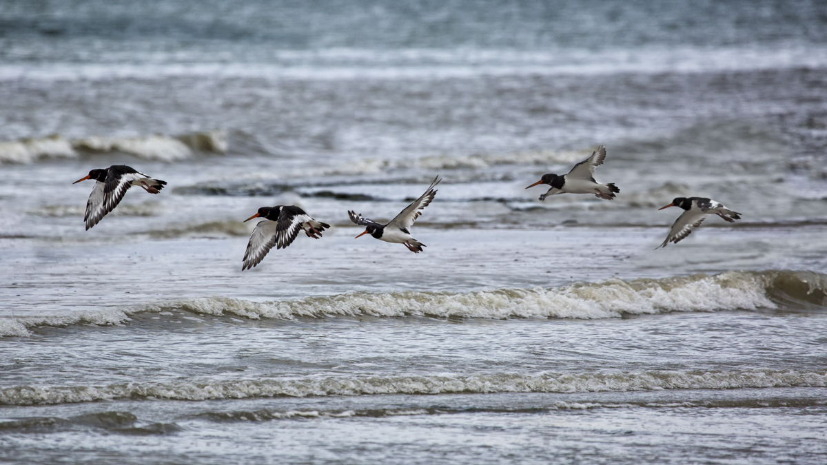 Austernfischer im Flug