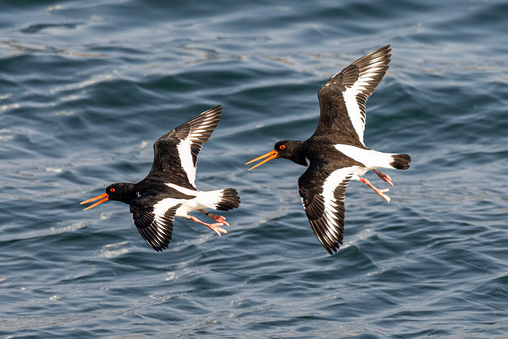 Austernfischer im Flug