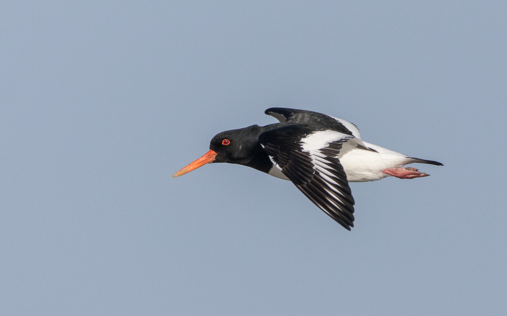 Austernfischer im Flug