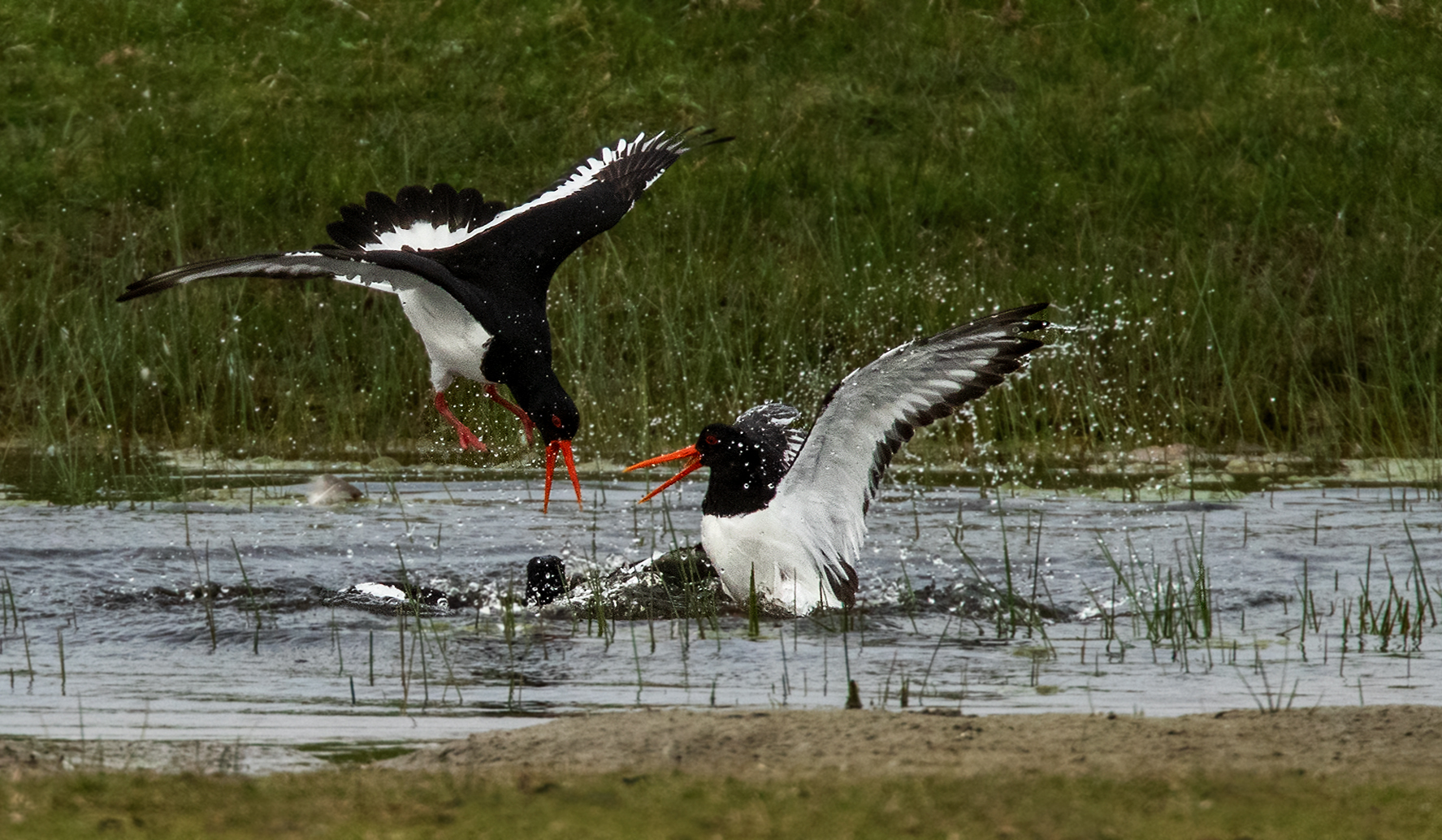 Austernfischer im Flug 