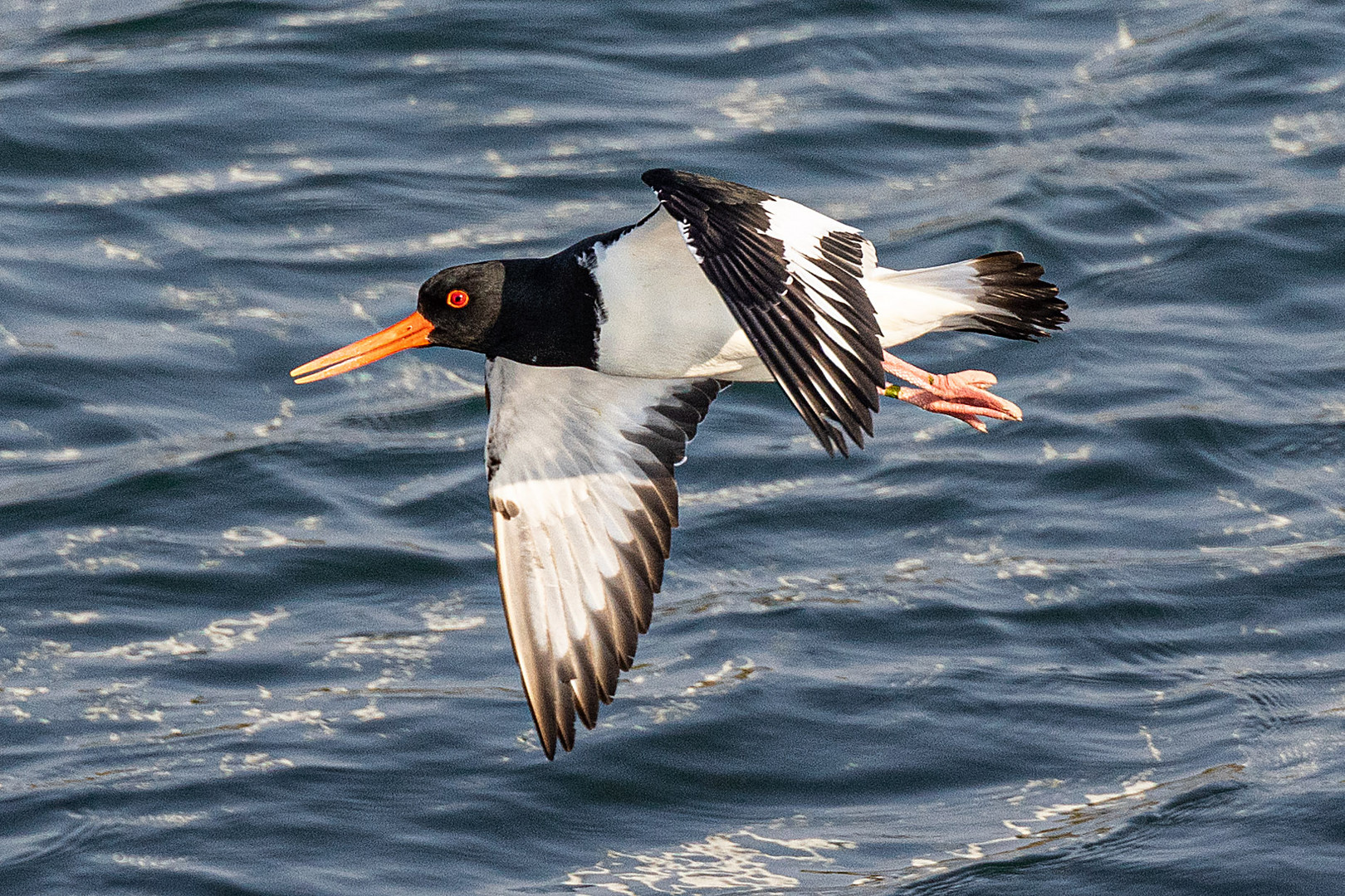 Austernfischer im Flug