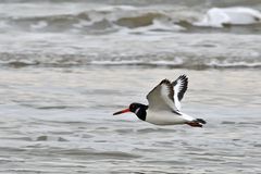 Austernfischer im Flug