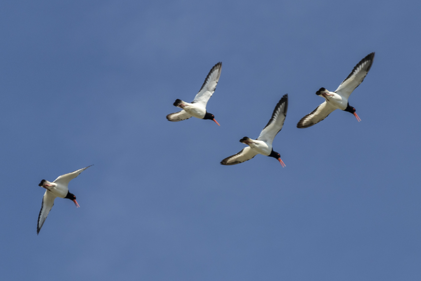 Austernfischer im Flug