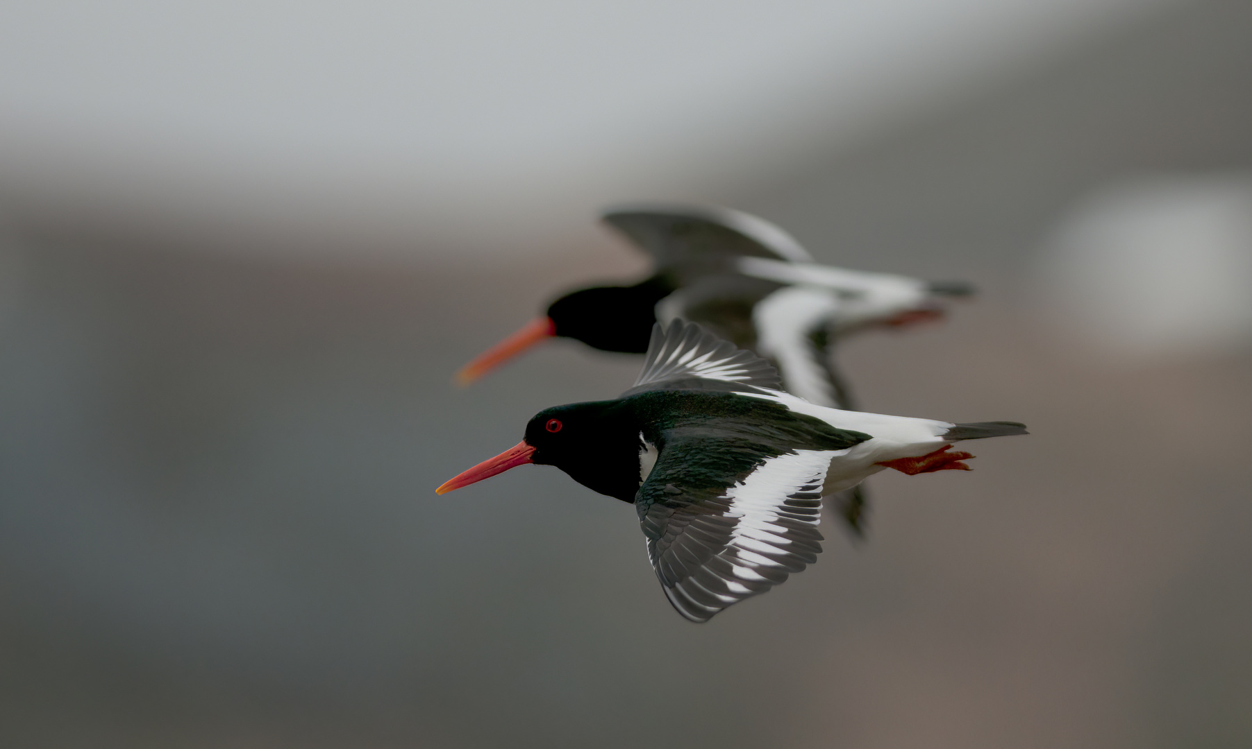 Austernfischer im Flug 