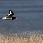 Austernfischer im Flug 