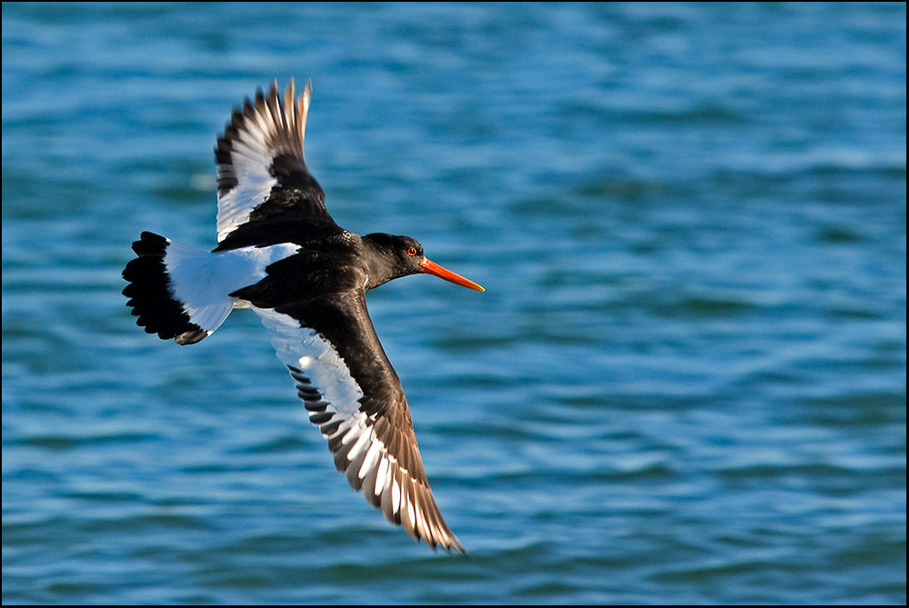 Austernfischer im Flug.... nach dem Motiv hab ich quasi gejagt^^