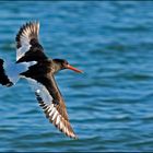 Austernfischer im Flug.... nach dem Motiv hab ich quasi gejagt^^