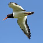 Austernfischer im Flug über Neuwerk