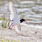 Austernfischer im Landeanflug