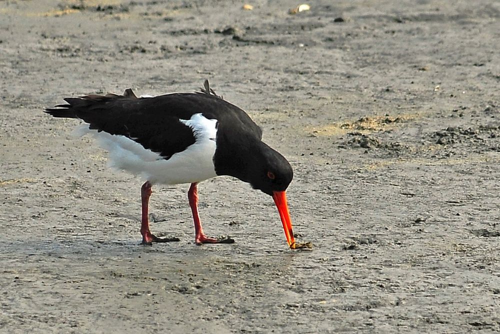 Austernfischer im Watt vor Harlesiel (Ostfriesland/Wangerland)