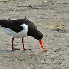 Austernfischer im Watt vor Harlesiel (Ostfriesland/Wangerland)