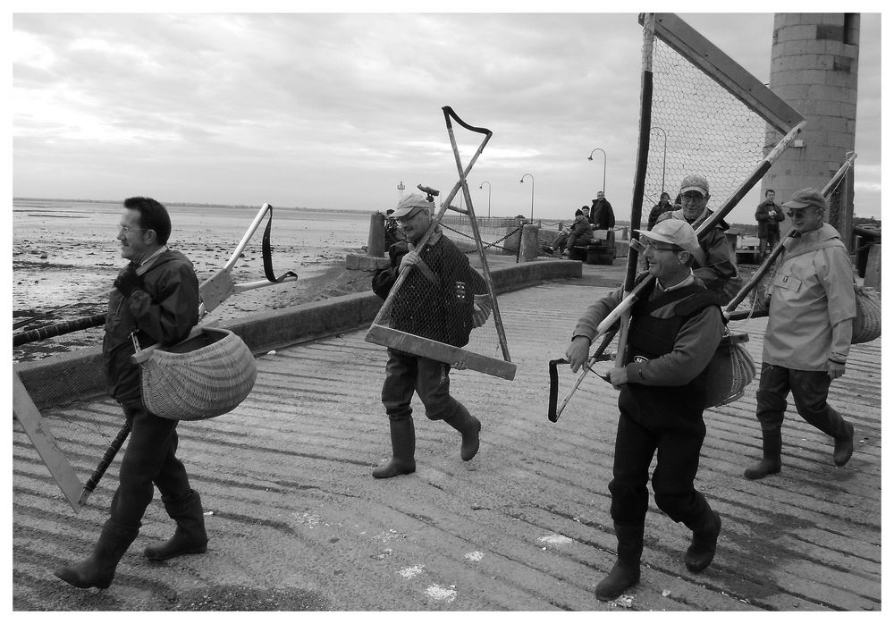 Austernfischer in Cancale