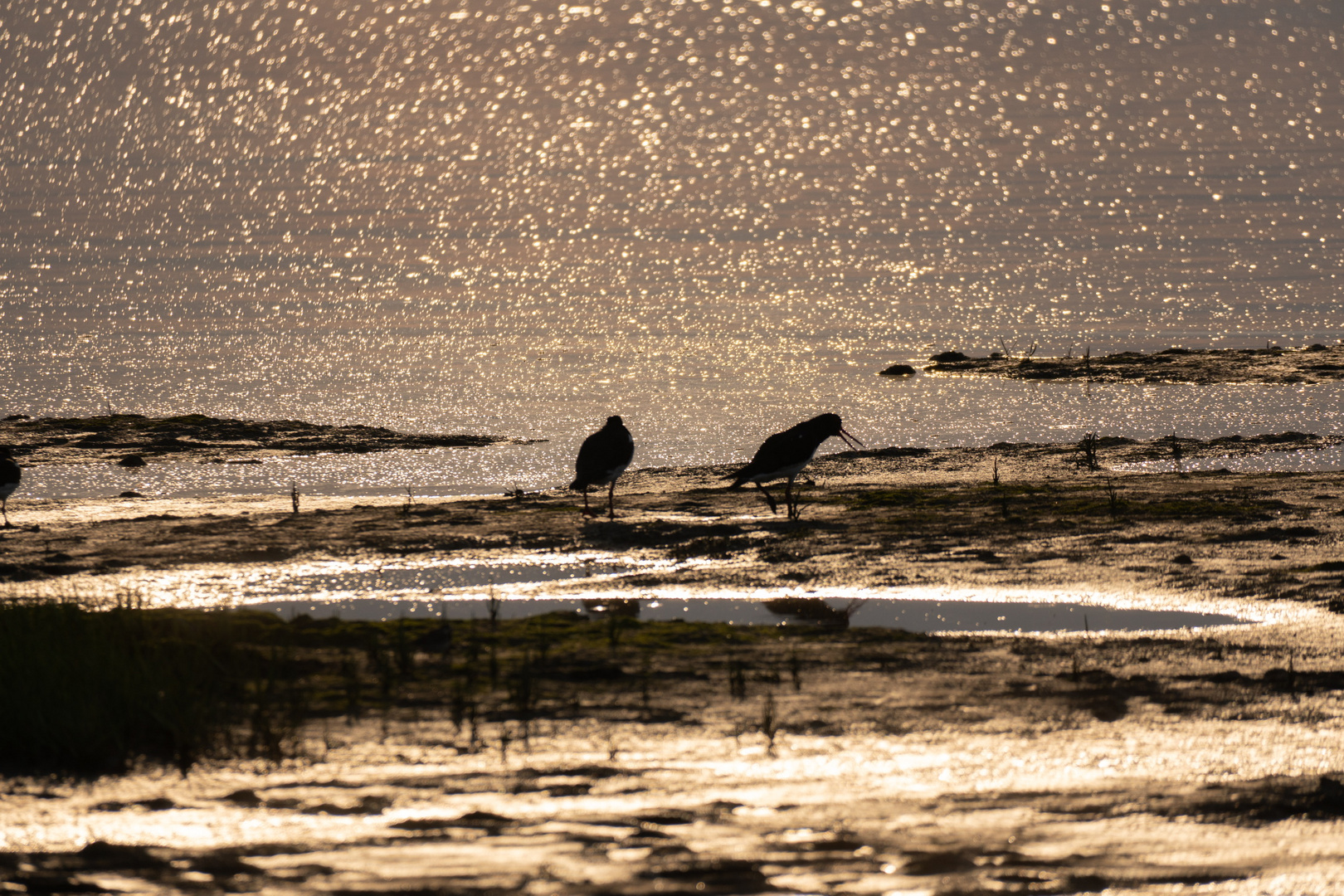 Austernfischer in der Abendsonne 