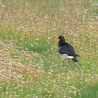 Austernfischer in der Blumenwiese