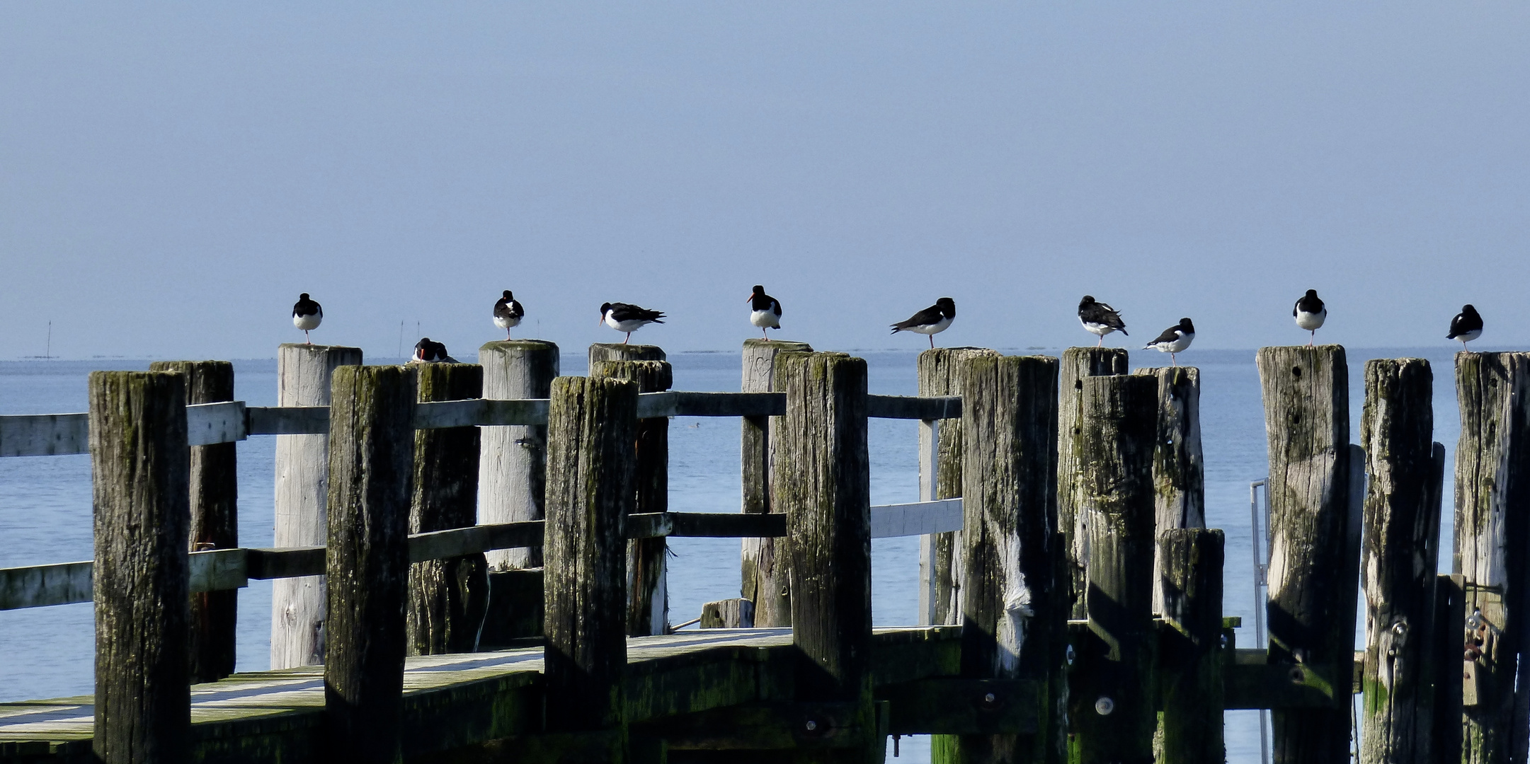 Austernfischer in Utersum auf der Nordseeinsel Föhr