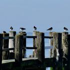 Austernfischer in Utersum auf der Nordseeinsel Föhr